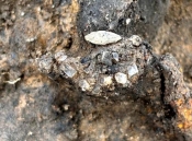 A Roman Funeral Pyre Filled with Gold: Remarkable Discovery in Southwest France