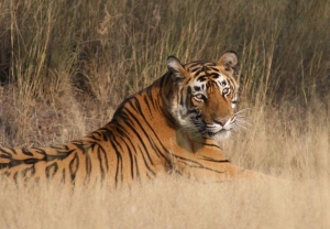 Tiger at leisure, Rathambur National Park - click to enlarge Tiger at leisure, Rathambur National Park